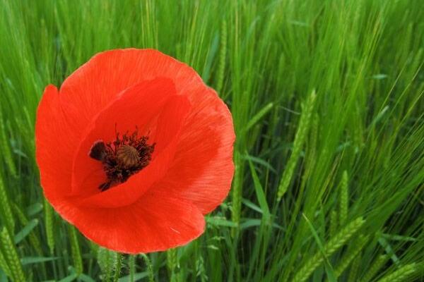 Mohn